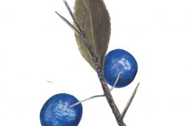 Prunelier / © Gisèle Rime