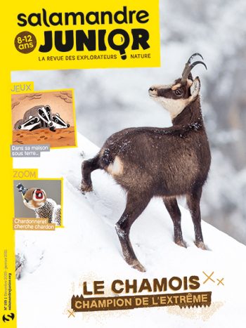 Couverture de La Salamandre Junior n°133