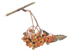 Sorbier / © Gisèle Rime