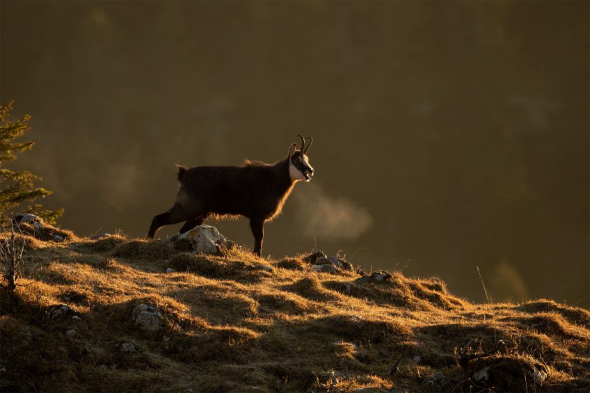 Chamois : découvez leur rut sur le terrain en hiver avec Erik Lapied