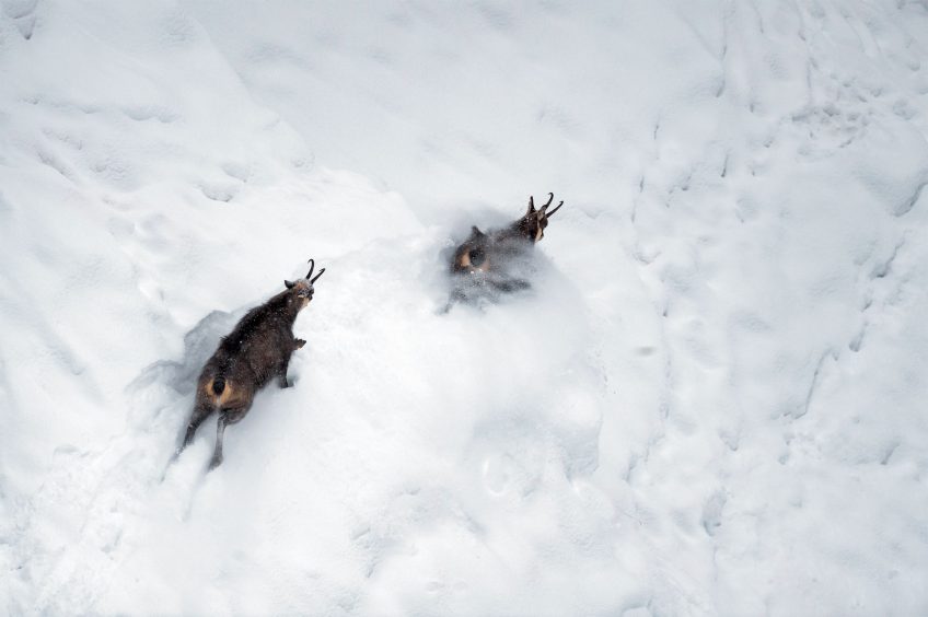 Chamois : découvez leur rut sur le terrain en hiver avec Erik Lapied