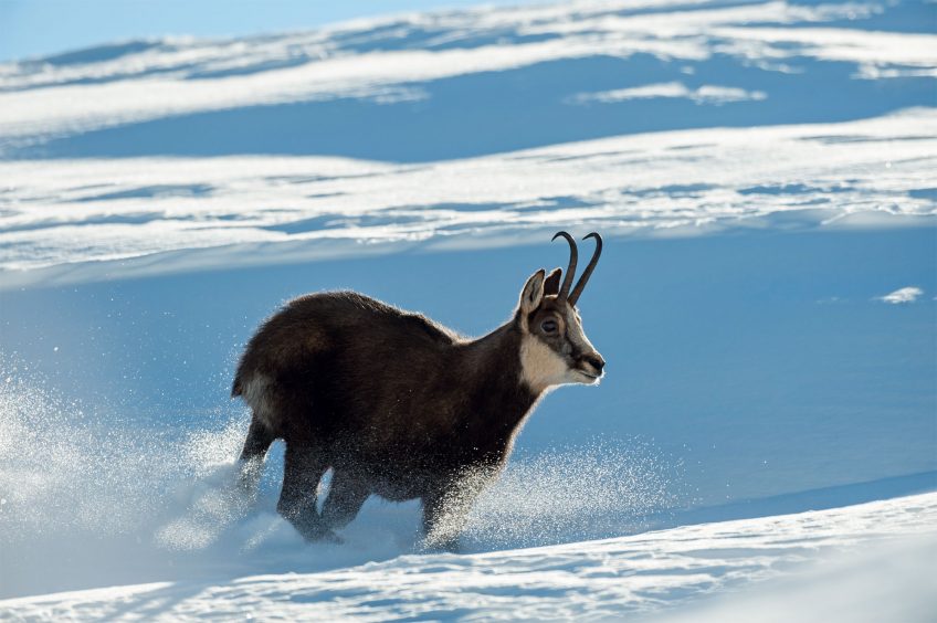 Chamois : découvez leur rut sur le terrain en hiver avec Erik Lapied