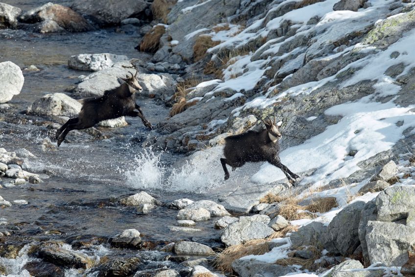 Chamois : découvez leur rut sur le terrain en hiver avec Erik Lapied