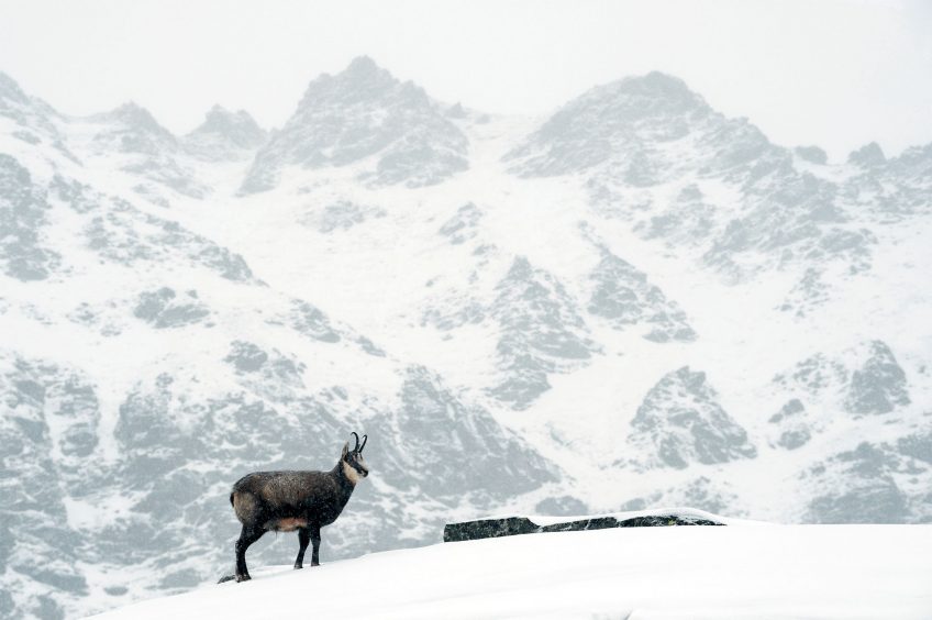 Chamois : découvez leur rut sur le terrain en hiver avec Erik Lapied