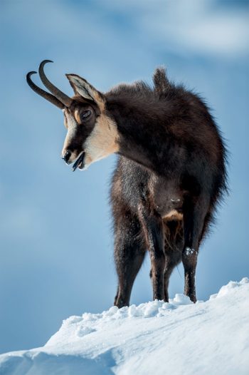 Chamois : découvez leur rut sur le terrain en hiver avec Erik Lapied