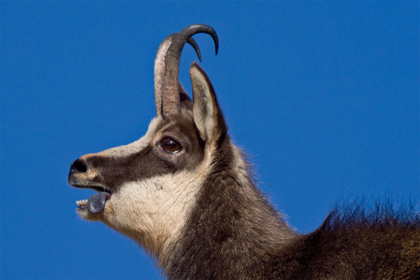 Chamois : découvez leur rut sur le terrain en hiver avec Erik Lapied