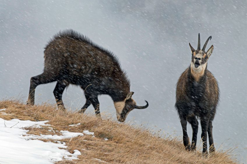 Chamois : découvez leur rut sur le terrain en hiver avec Erik Lapied
