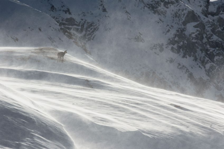 Chamois : découvez leur rut sur le terrain en hiver avec Erik Lapied