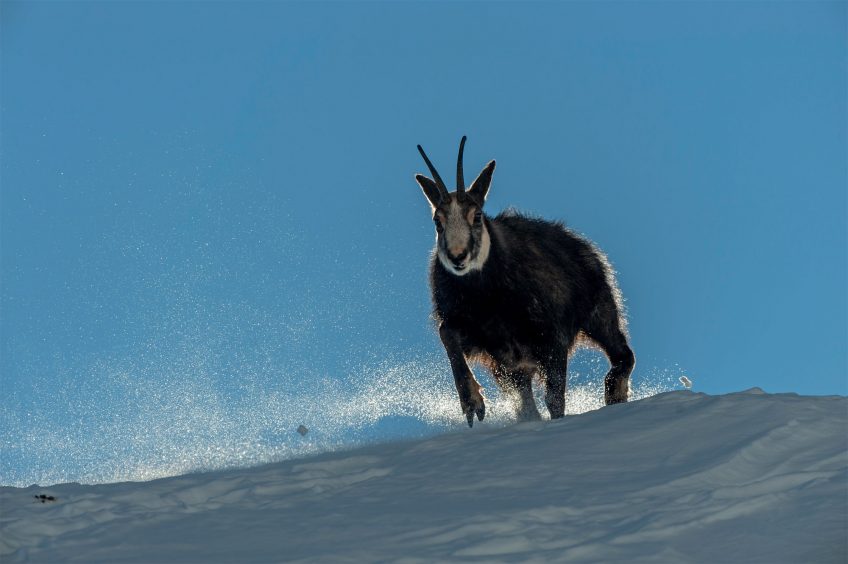 Chamois : découvez leur rut sur le terrain en hiver avec Erik Lapied