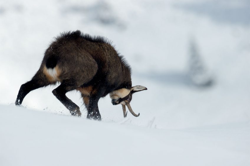 Chamois : découvez leur rut sur le terrain en hiver avec Erik Lapied