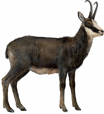 Chamois des Alpes Chamois des Alpes