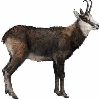 chamois des Tatras chamois des Tatras