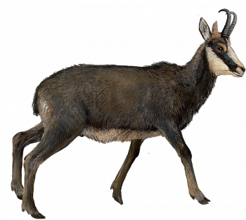 chamois d’Anatolie chamois d’Anatolie