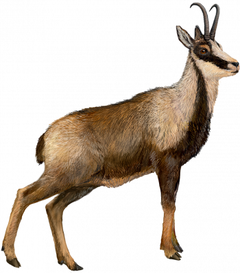 isard des Abruzzes isard des Abruzzes