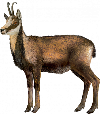 isard des Pyrénées isard des Pyrénées