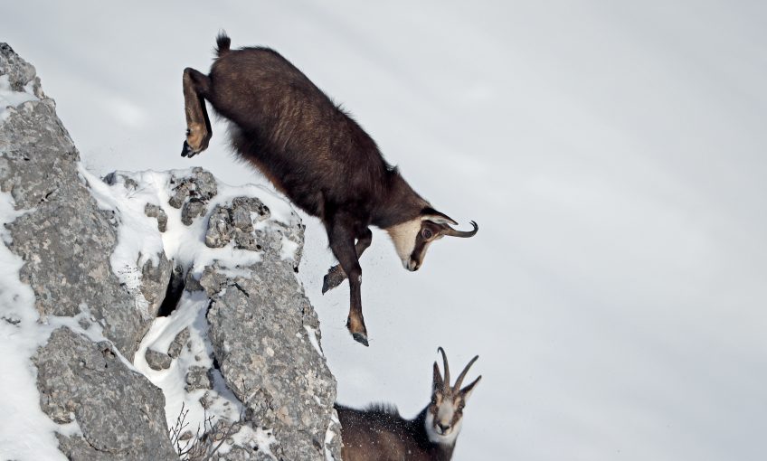 Chamois (Rupicapra rupicapra) dans la neige en train de sauter, jura vaudois, Suisse.
Chamois