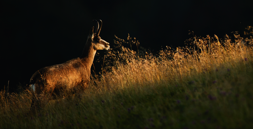 Chamois Salamandre 261