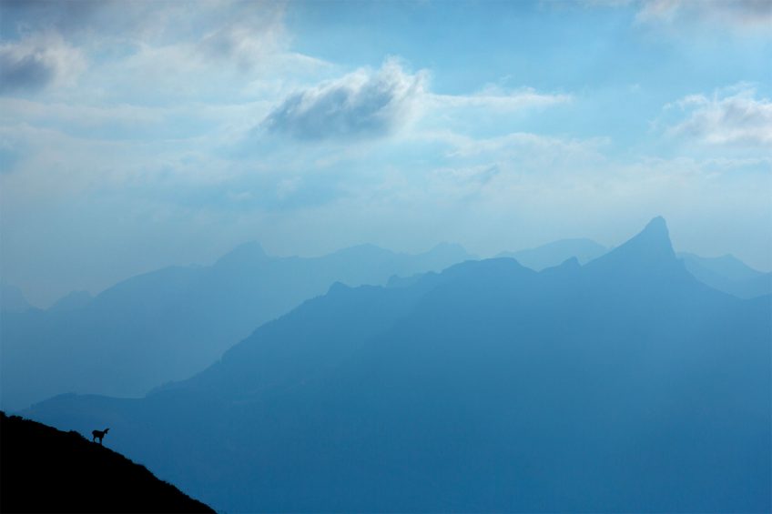 Chamois : quel avenir pour le mammifère des montagnes ?