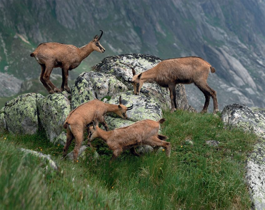 Chamois : quel avenir pour le mammifère des montagnes ?