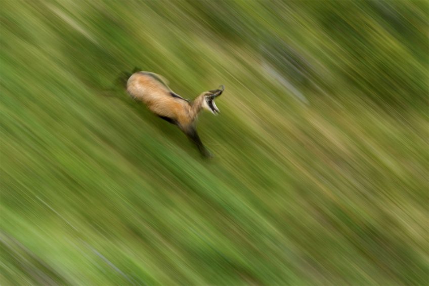 Chamois : quel avenir pour le mammifère des montagnes ?