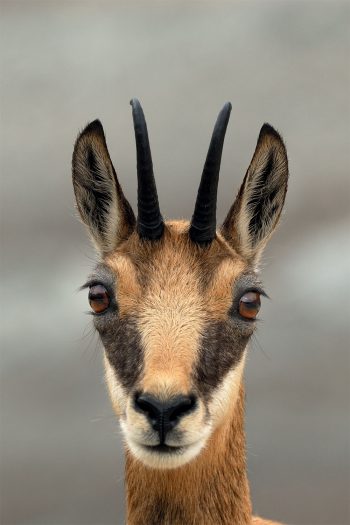 Chamois : quel avenir pour le mammifère des montagnes ?