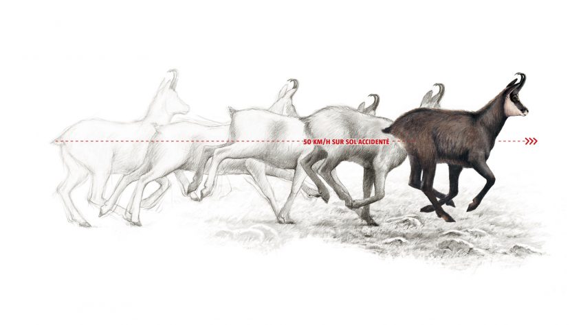 Chamois, bouquetin ou humain, qui est le meilleur alpiniste ?