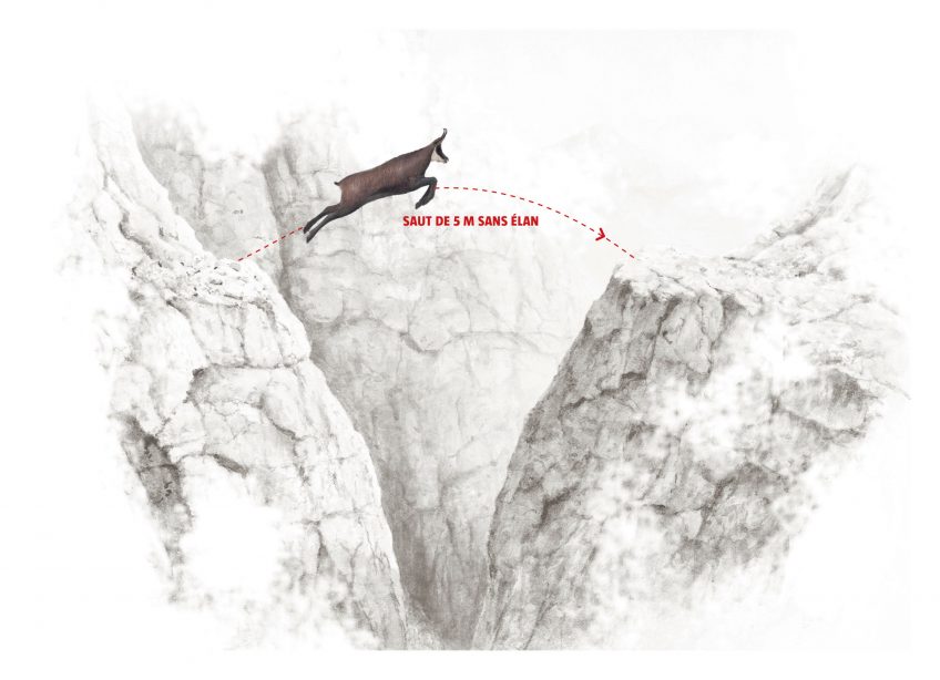 Chamois, bouquetin ou humain, qui est le meilleur alpiniste ?