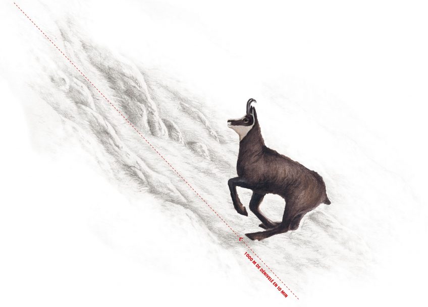 Chamois, bouquetin ou humain, qui est le meilleur alpiniste ?