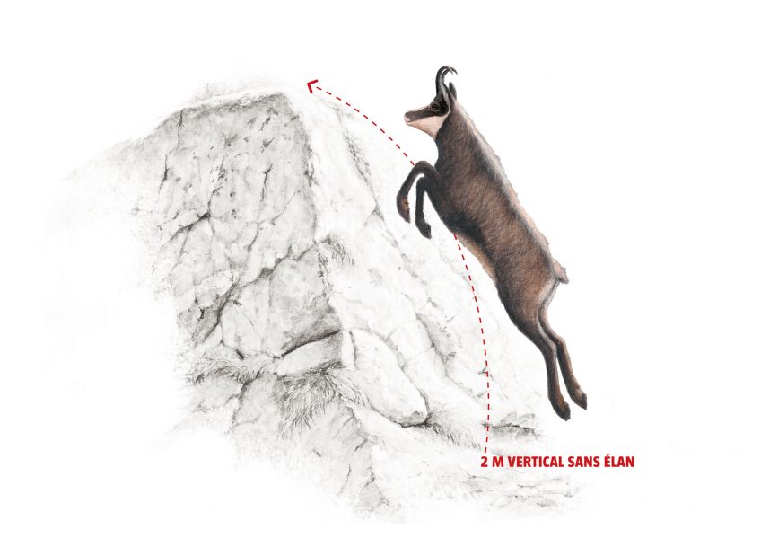Chamois, bouquetin ou humain, qui est le meilleur alpiniste ?