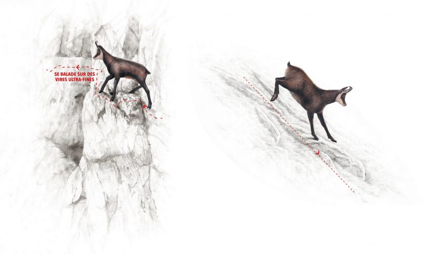 Chamois, bouquetin ou humain, qui est le meilleur alpiniste ?