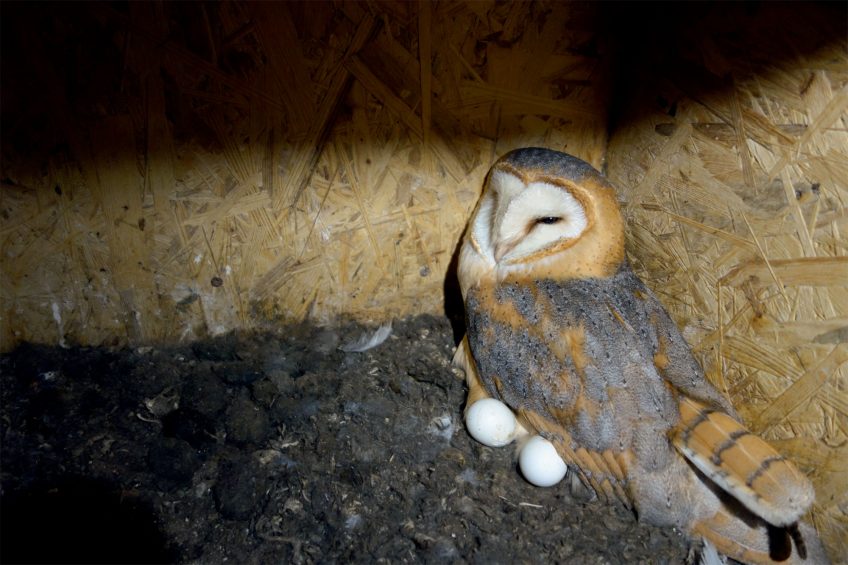 Des nichoirs pour la chouette effraie en Suisse romande