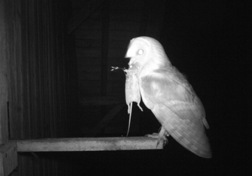 Des nichoirs pour la chouette effraie en Suisse romande