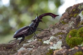 © Nicolas Gouix (CEN Occitanie)