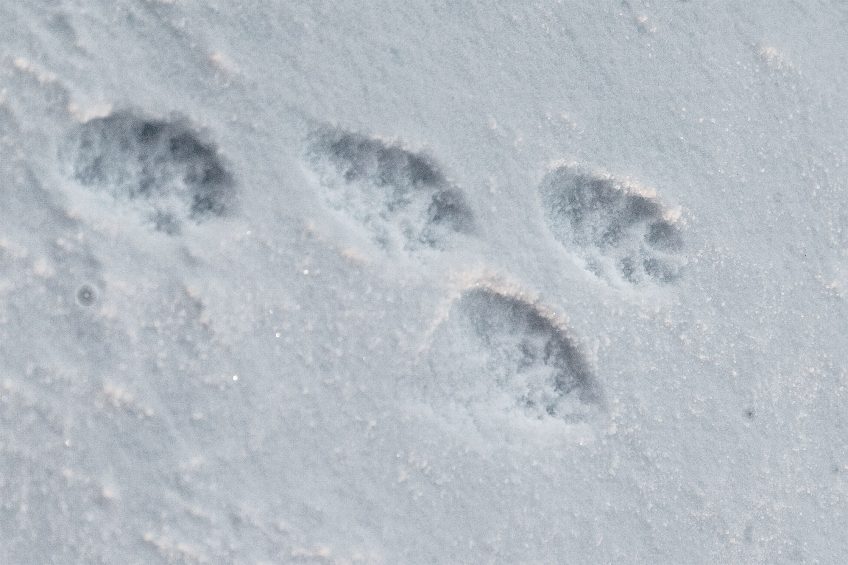 Empreintes de martre dans la neige