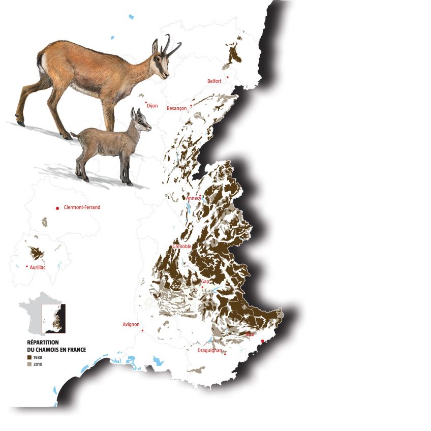 Répartition du chamois en France