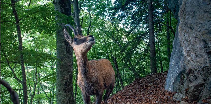 Le chamois vit aussi en forêt… et en plaine et pas qu'en montagne