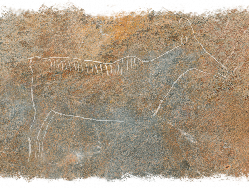 Chamois : histoire de sa disparition et son retour en Europe