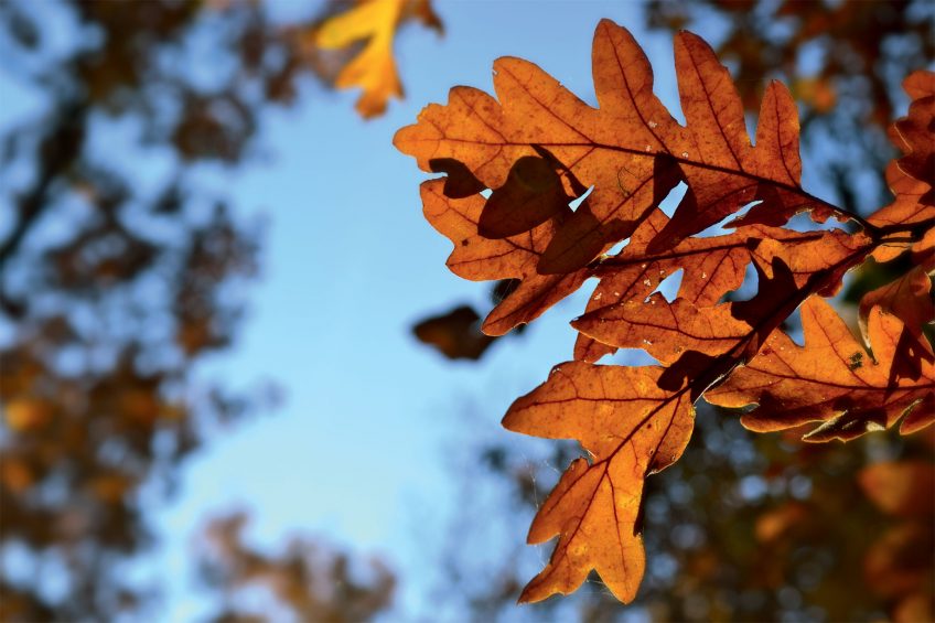 Le chêne pubescent garde 
ses feuilles mortes tout l’hiver.  Le chêne pubescent garde ses feuilles mortes tout l’hiver.