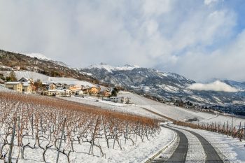 Le long du chemin, les vignes cachent encore quelques raisins abandonnés qui font le bonheur des chocards à bec jaune. Le long du chemin, les vignes cachent encore quelques raisins abandonnés qui font le bonheur des chocards à bec jaune.