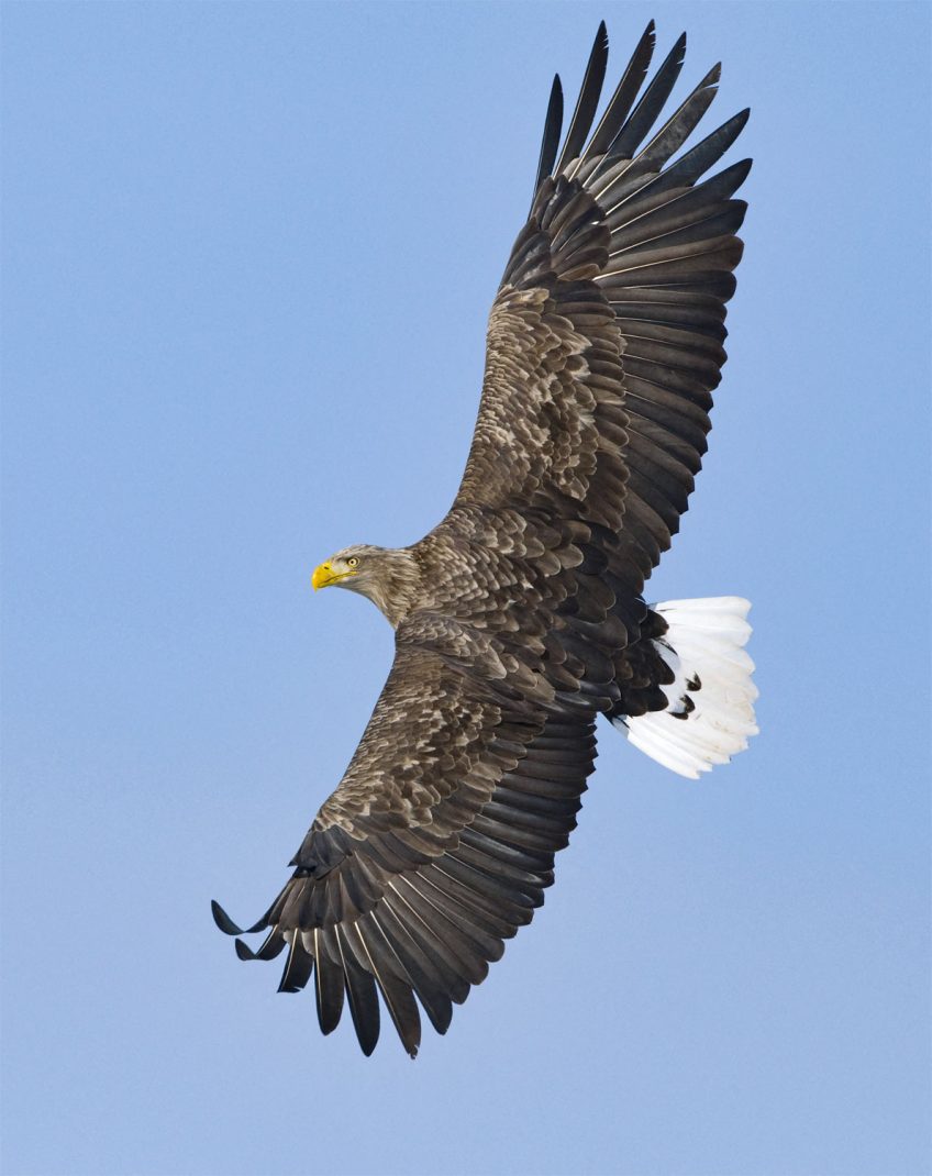 Le pygargue à queue blanche est un puissant prédateur capable de capturer des oiseaux de bonne taille. L'hiver au chaud pour les oiseaux dans les marais des Landes