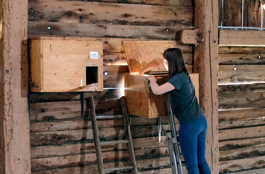 L’effraie n’est pas la seule à profiter de ces nichoirs,
le faucon crécerelle les apprécie beaucoup également.  Des nichoirs pour la chouette effraie en Suisse romande