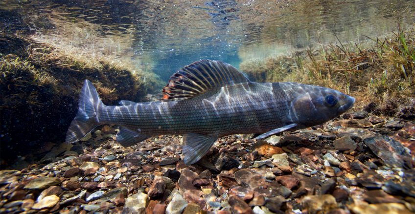 Comment font les poissons pour respirer sous l’eau ?