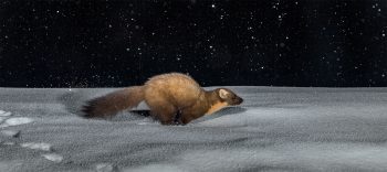 Martre des pins en pleine course
Bugeat, Corrèze (France), le 3 février 2019 à 23 h 36.