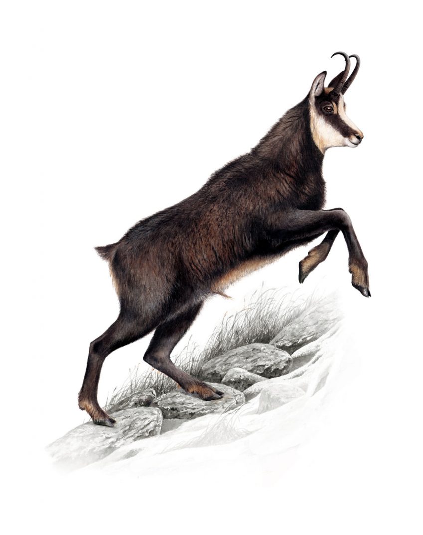 Chamois : ses 4 meilleurs atouts pour vivre en montagne