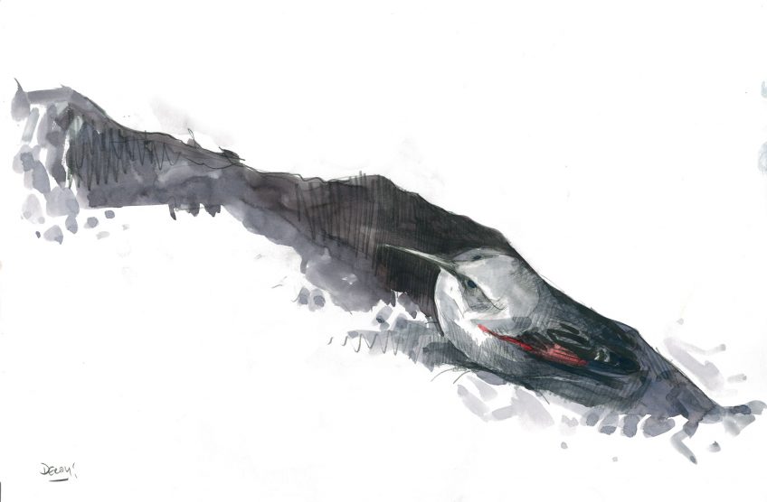 Quand le tichodrome échelette descend de sa montagne