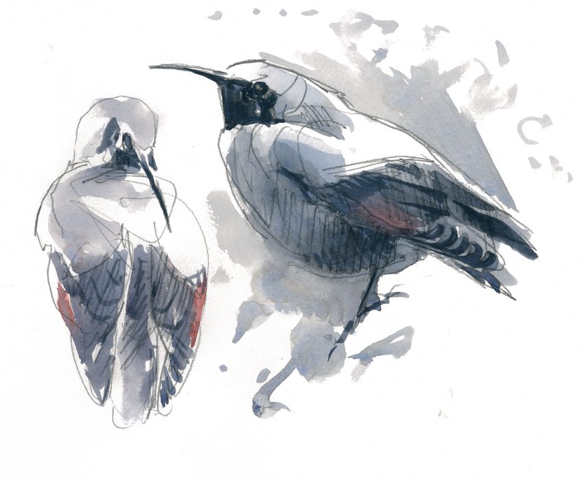 Quand le tichodrome échelette descend de sa montagne