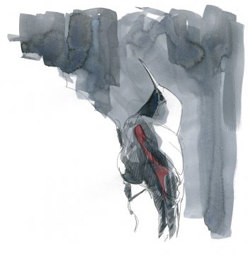 Quand le tichodrome échelette descend de sa montagne