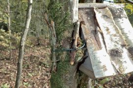 Installez votre restaurant en hauteur contre un tronc d’arbre et sur un départ de branche horizontale. Fixez-le à l’aide du fil de fer en prenant soin de protéger l’écorce de l’arbre à l’aide de petits morceaux de bois. 
C’est prêt, vous pouvez approvisionner en noix !