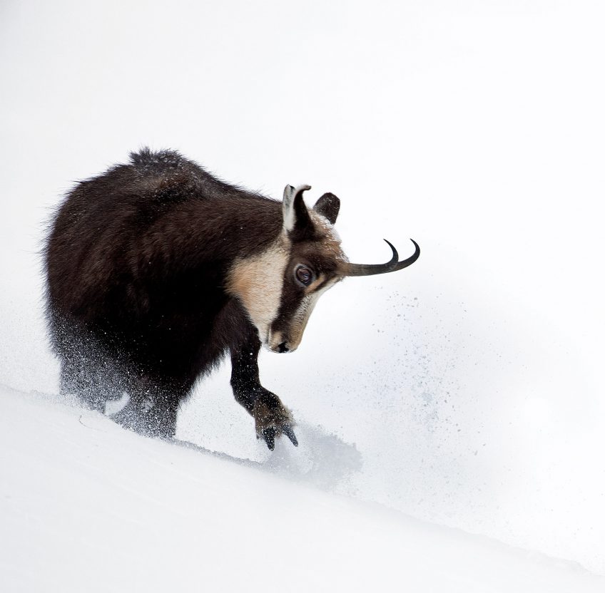 Chamois : histoire de sa disparition et son retour en Europe