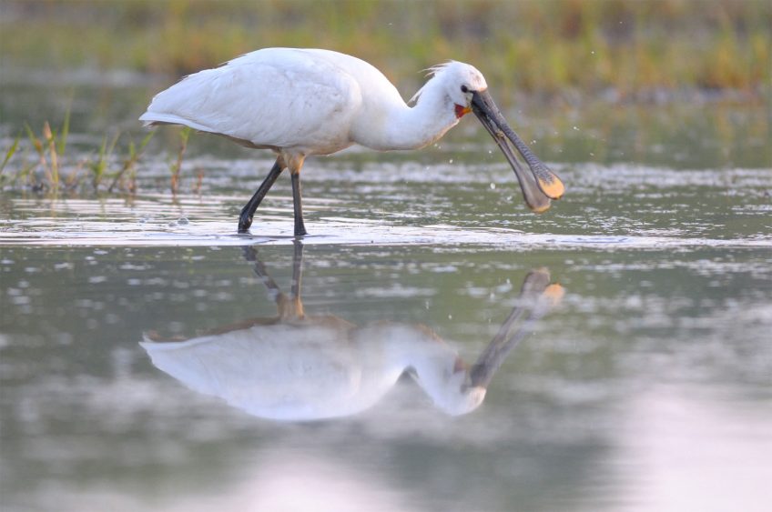 Un tiers des spatules blanches d’Europe du Nord-Ouest passent par le marais d’Orx entre août et octobre. Quelques-unes hivernent. L'hiver au chaud pour les oiseaux dans les marais des Landes